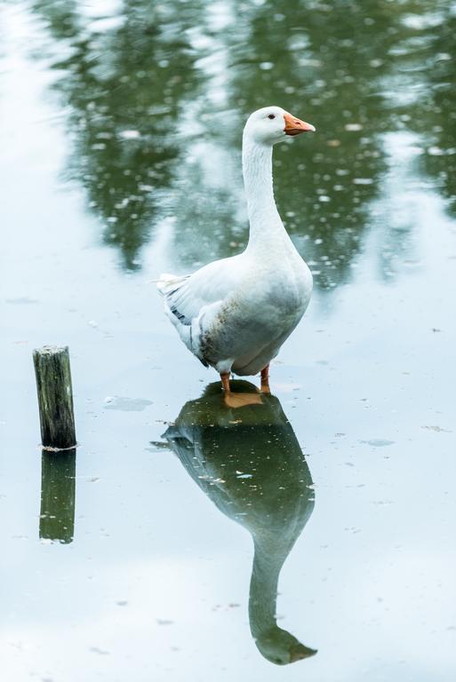 Hotel Steineweiher St. Vith エクステリア 写真